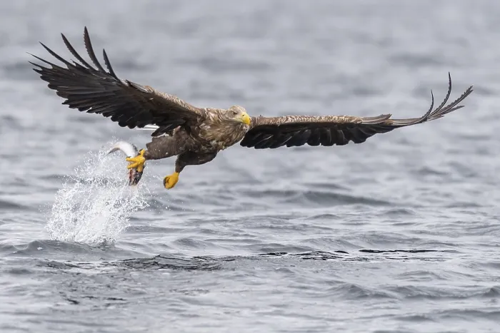 Framed Print : White-tailed eagle (Haliaeetus albicilla)