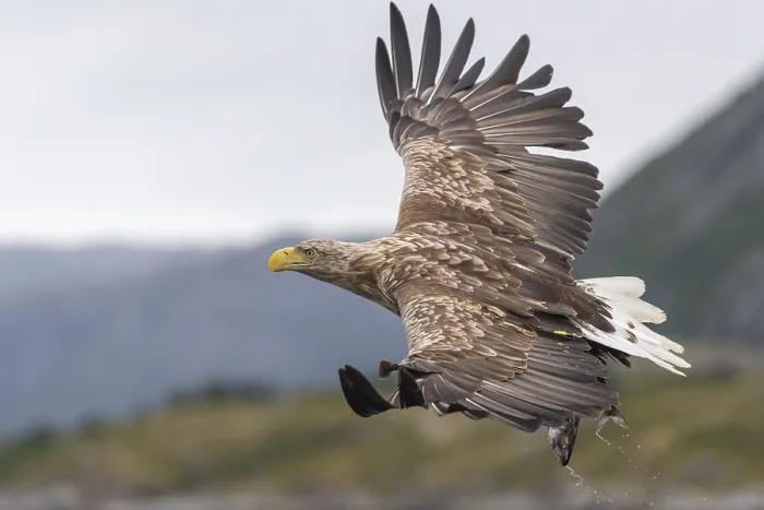 Framed Print : White-tailed eagle (Haliaeetus albicilla) Framed Print : White-tailed eagle (Haliaeetus albicilla)