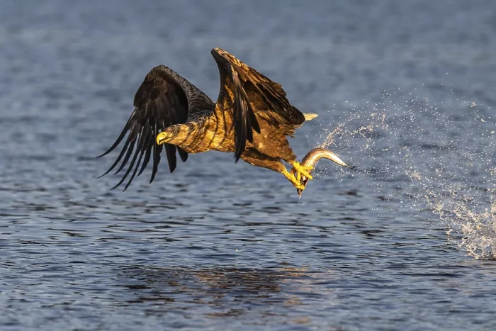 Framed Print : White-tailed eagle (Haliaeetus albicilla)