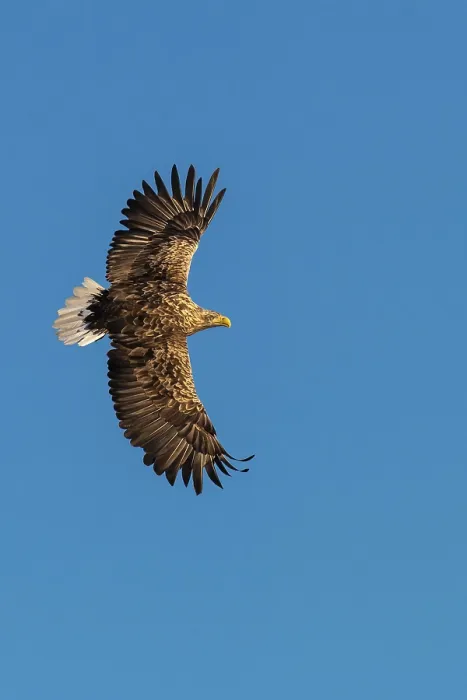 Framed Print : White-tailed eagle (Haliaeetus albicilla)