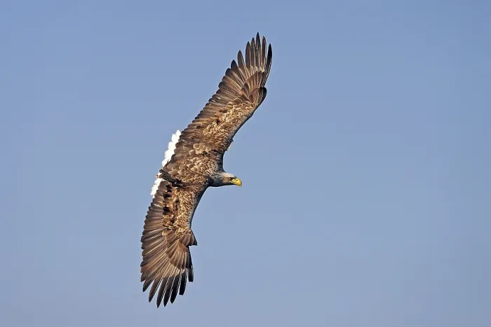 Framed Print : White-tailed eagle (Haliaeetus albicilla) Framed Print : White-tailed eagle (Haliaeetus albicilla)