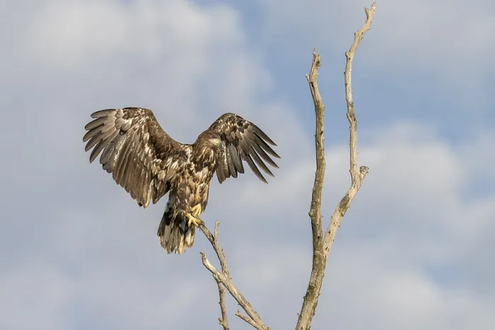 Framed Print : White-tailed eagle (Haliaeetus albicilla) Framed Print : White-tailed eagle (Haliaeetus albicilla)