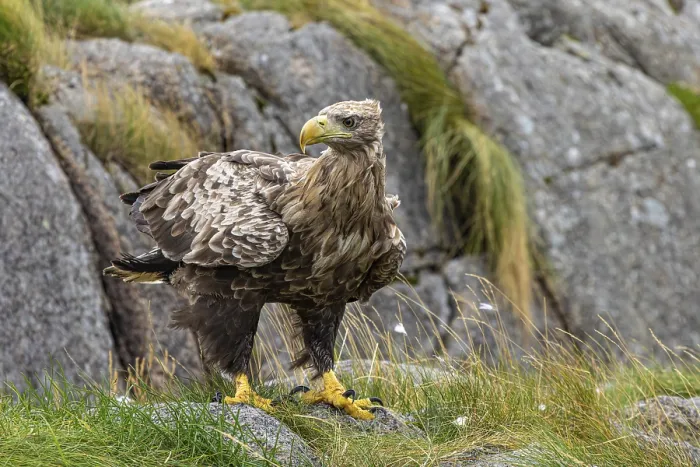 Framed Print : White-tailed eagle (Haliaeetus albicilla)