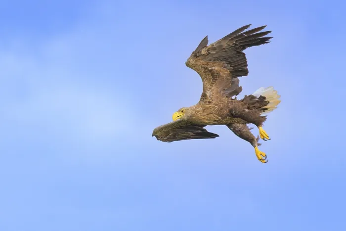 Framed Print : White-tailed eagle (Haliaeetus albicilla) Framed Print : White-tailed eagle (Haliaeetus albicilla)