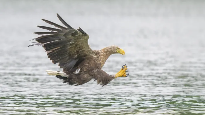 Framed Print : White-tailed eagle (Haliaeetus albicilla)