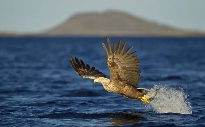 Framed Print : White-tailed Eagle (Haliaeetus albicilla) adult