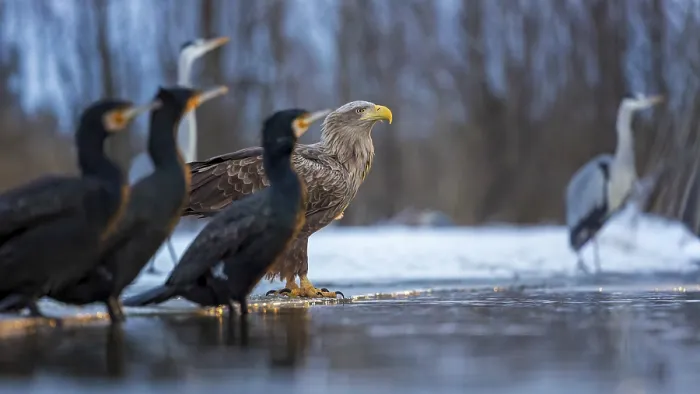Framed Print : White-tailed eagle (Haliaeetus albicilla) adult bird on the water and on the ice