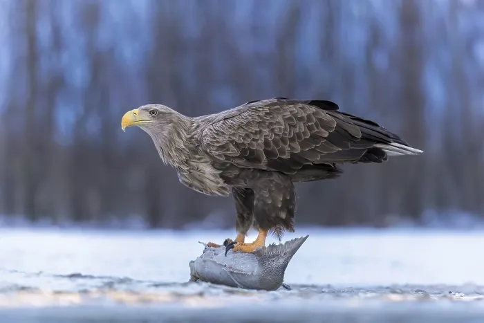 Framed Print : White-tailed eagle (Haliaeetus albicilla) adult bird on the water and on the ice