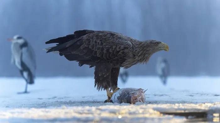 Framed Print : White-tailed eagle (Haliaeetus albicilla) adult bird on the water and on the ice