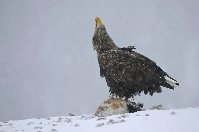 Framed Print : White-tailed Eagle (Haliaeetus albicilla) calling