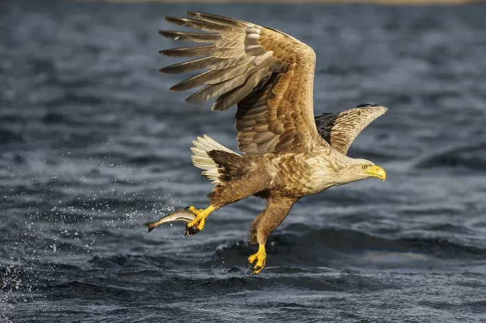 Framed Print : White-tailed eagle (Haliaeetus albicilla) with captured fish