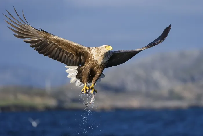 Framed Print : White-tailed eagle (Haliaeetus albicilla) with captured fish Framed Print : White-tailed eagle (Haliaeetus albicilla) with captured fish