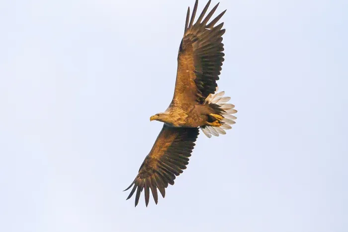Framed Print : White-tailed eagle (Haliaeetus albicilla) catching fish in the light of the midnight sun
