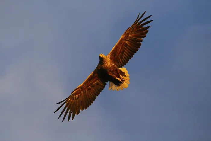 Framed Print : White-tailed eagle (Haliaeetus albicilla) catching fish in the light of the midnight sun