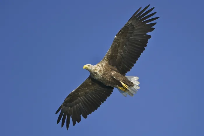Framed Print : White-tailed eagle (Haliaeetus albicilla) exempted