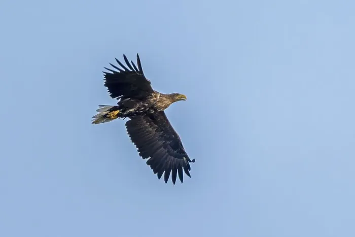 Framed Print : White-tailed eagle (Haliaeetus albicilla) in flight