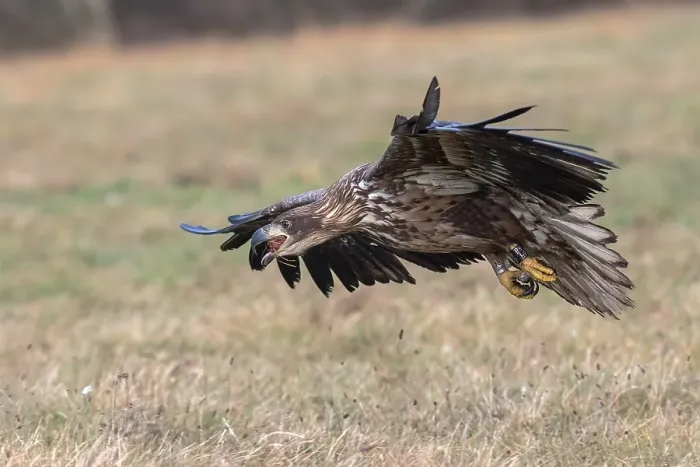 Framed Print : White-tailed eagle (Haliaeetus albicilla) in flight
