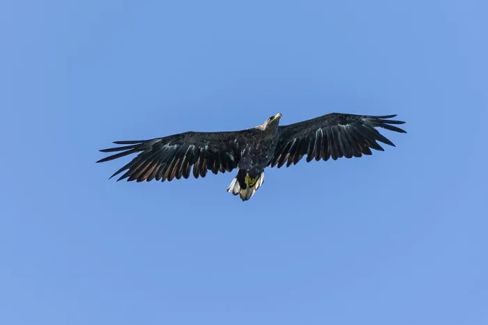 Framed Print : White-tailed eagle (Haliaeetus albicilla) in flight