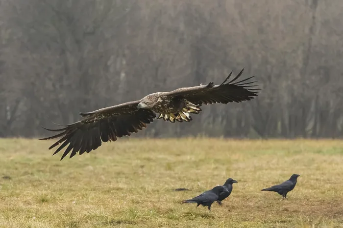 Framed Print : White-tailed eagle (Haliaeetus albicilla) in flight