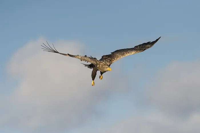 Framed Print : White-tailed eagle (Haliaeetus albicilla) in flight Framed Print : White-tailed eagle (Haliaeetus albicilla) in flight