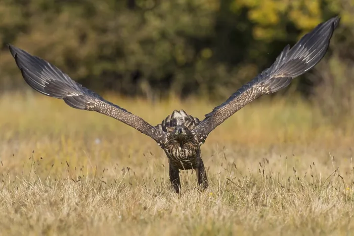 Framed Print : White-tailed Eagle (Haliaeetus albicilla) flying