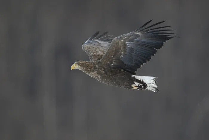 Framed Print : White-tailed Eagle (Haliaeetus albicilla) flying Framed Print : White-tailed Eagle (Haliaeetus albicilla) flying