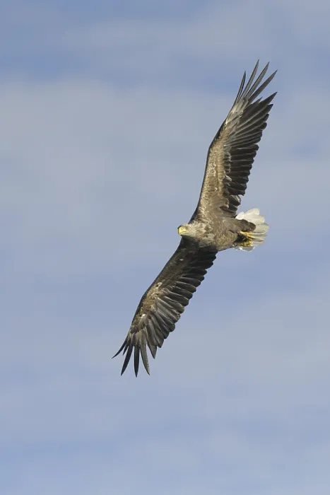 Framed Print : White-tailed Eagle (Haliaeetus albicilla) flying Framed Print : White-tailed Eagle (Haliaeetus albicilla) flying