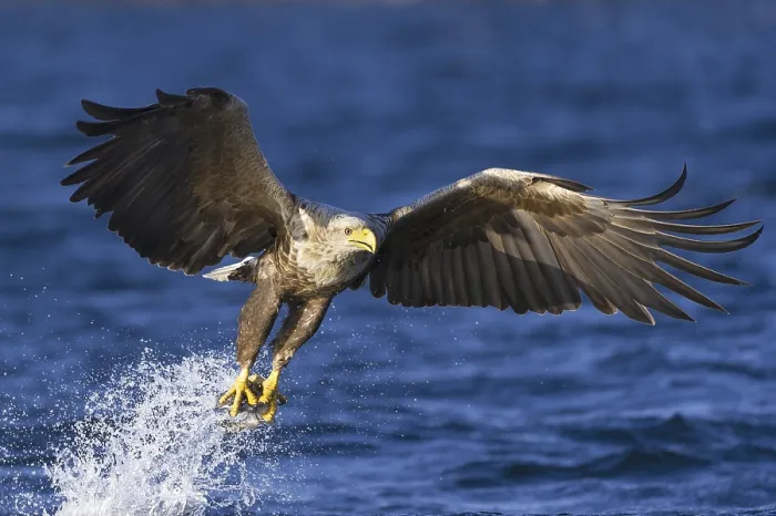 Framed Print : White-tailed Eagle (Haliaeetus albicilla) flying