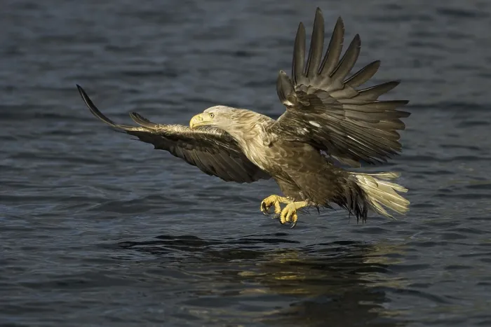 Framed Print : White-tailed Eagle (Haliaeetus albicilla) flying Framed Print : White-tailed Eagle (Haliaeetus albicilla) flying