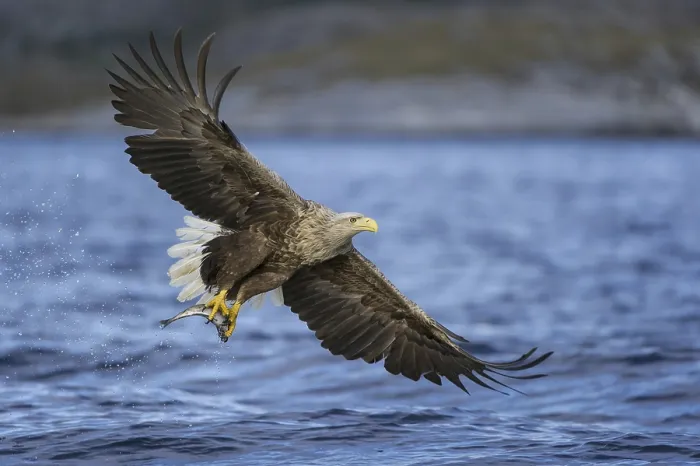 Framed Print : White-tailed Eagle (Haliaeetus albicilla) flying Framed Print : White-tailed Eagle (Haliaeetus albicilla) flying