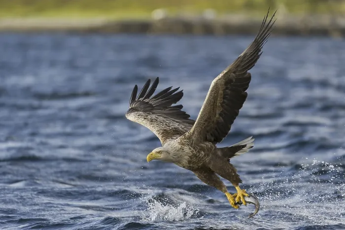Framed Print : White-tailed Eagle (Haliaeetus albicilla) flying