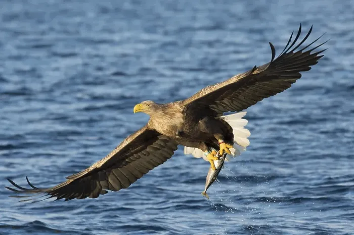 Framed Print : White-tailed eagle (Haliaeetus albicilla) flying with fish prey over water