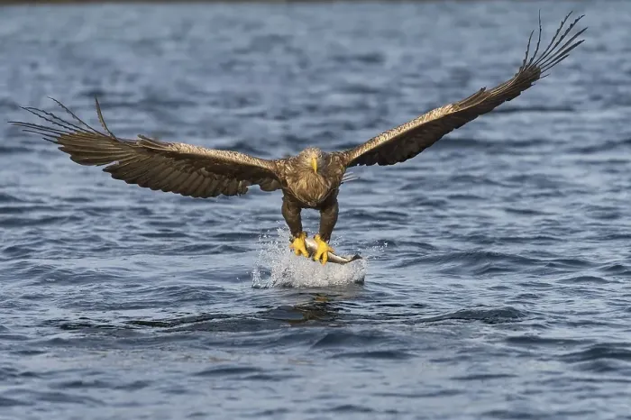 Framed Print : White-tailed eagle (Haliaeetus albicilla) flying with fish prey over water