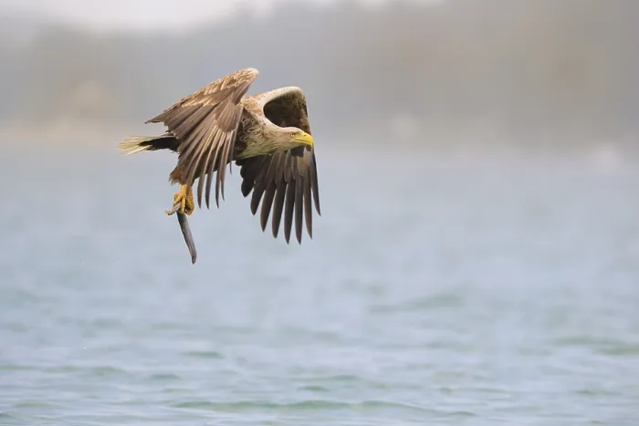 Framed Print : White-tailed Eagle (Haliaeetus albicilla) flying with prey