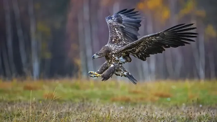 Framed Print : White-tailed eagle (Haliaeetus albicilla) hunting in autumn Framed Print : White-tailed eagle (Haliaeetus albicilla) hunting in autumn