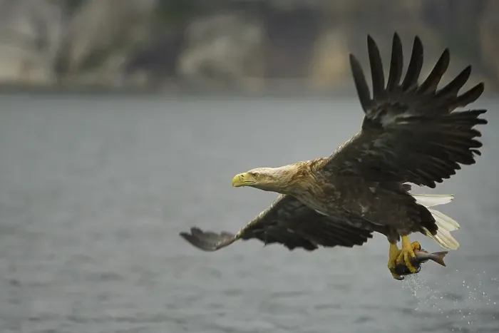 Framed Print : White-tailed eagle (Haliaeetus albicilla) hunting in midair