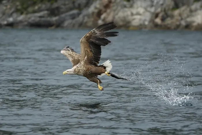 Framed Print : White-tailed eagle (Haliaeetus albicilla) hunting in midair Framed Print : White-tailed eagle (Haliaeetus albicilla) hunting in midair