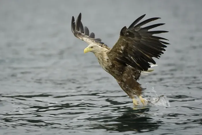 Framed Print : White-tailed eagle (Haliaeetus albicilla) hunting in midair