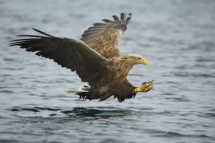 Framed Print : White-tailed eagle (Haliaeetus albicilla) hunting in midair