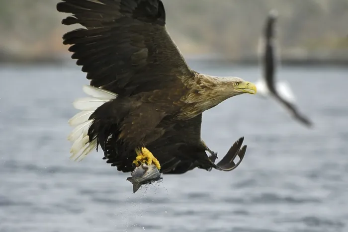 Framed Print : White-tailed eagle (Haliaeetus albicilla) hunting in midair