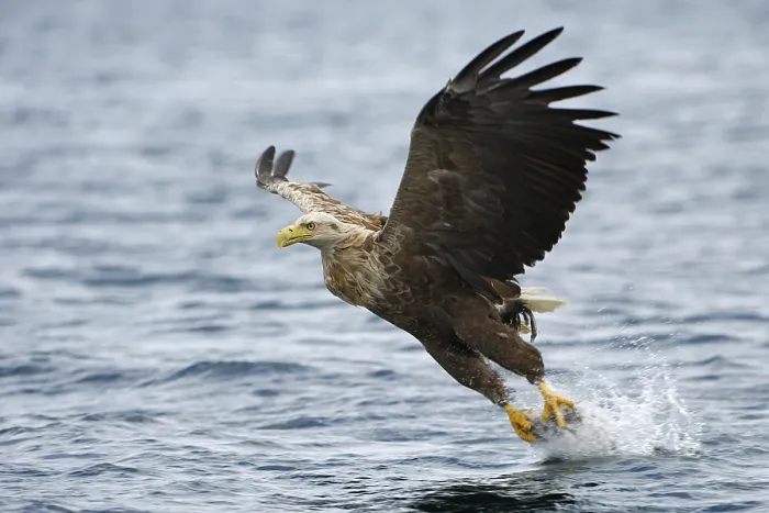 Framed Print : White-tailed eagle (Haliaeetus albicilla) hunting in midair