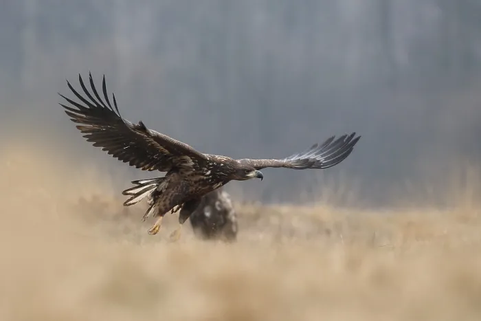 Framed Print : White-tailed Eagle (Haliaeetus albicilla) juvenile flying