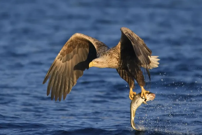 Framed Print : White-tailed eagle (Haliaeetus albicilla) with prey
