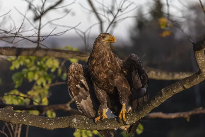 Framed Print : One white-tailed eagle (Haliaeetus albicilla) sitting on a branch of a tree in early morning light
