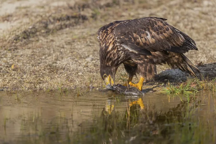Framed Print : One white-tailed eagle (Haliaeetus albicilla) sitting lakeshore in early light