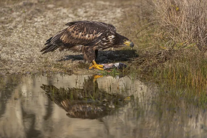 Framed Print : One white-tailed eagle (Haliaeetus albicilla) sitting lakeshore in early light