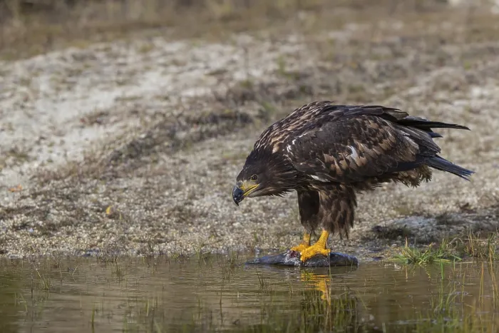Framed Print : One white-tailed eagle (Haliaeetus albicilla) sitting lakeshore in early light Framed Print : One white-tailed eagle (Haliaeetus albicilla) sitting lakeshore in early light