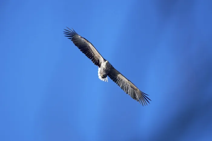 Framed Print : A white-tailed eagle (Haliaeetus albicilla) spreads its wings and flies in front of a clear blue sky