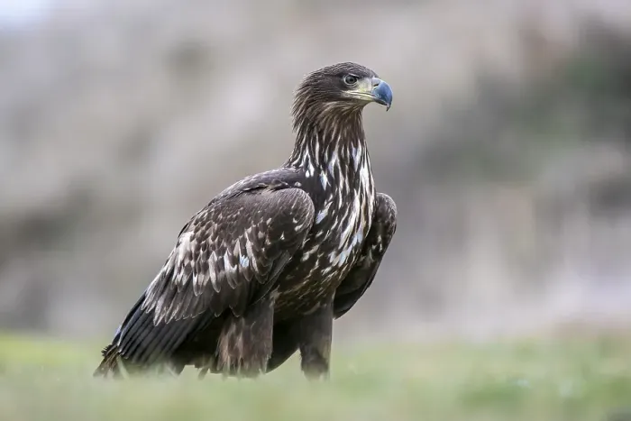 Framed Print : White-tailed eagle (Haliaeetus albicilla) standing in a meadow