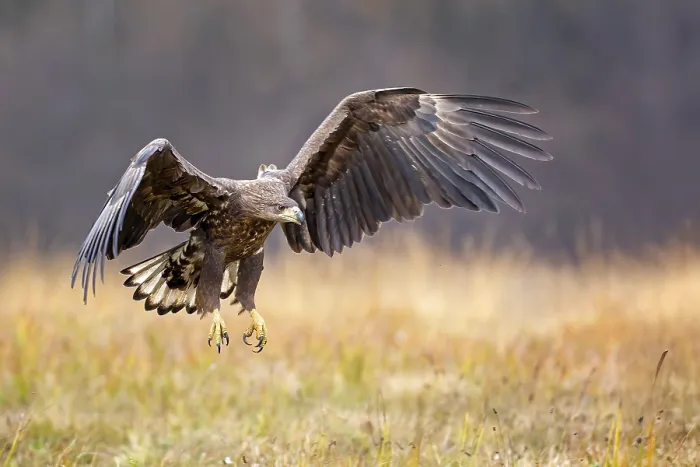 Framed Print : White-tailed eagle (Haliaeetus albicilla) young bird hunting
